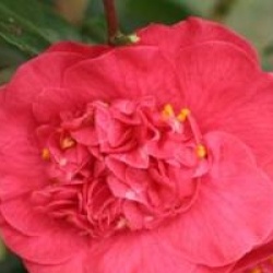 Camellia japonica 'Guilio Nuccio' - Cam�lia du Japon Guilio Nuccio