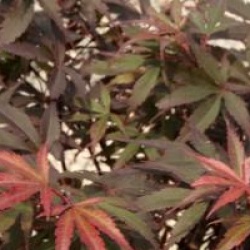 Acer palmatum 'Skeeter's Broom'