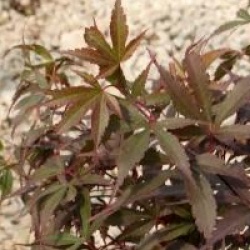 Acer palmatum 'Skeeter's Broom'