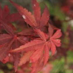 Acer palmatum 'Skeeter's Broom'