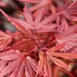 Acer palmatum 'Skeeter's Broom'