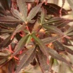 Acer palmatum 'Skeeter's Broom'