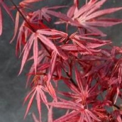 Acer palmatum 'Skeeter's Broom'