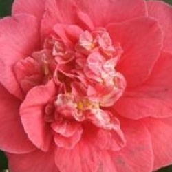 Camellia japonica 'Guilio Nuccio'