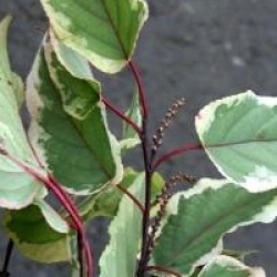 Stachyurus 'Magpie' - Stachyurus � feuilles panach�es