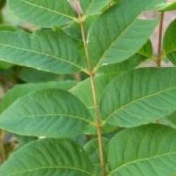 Phellodendron chinense 