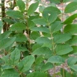 Phellodendron chinense 