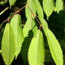 �rable � feuilles de charme