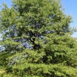 Quercus phellos