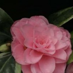 Camellia japonica 'Kerguelen' cov