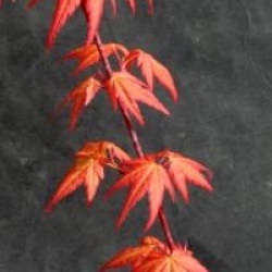 Acer palmatum 'Akane'
