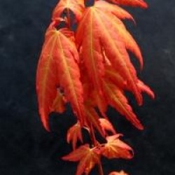 Acer palmatum 'Akane' - �rable du Japon Akane
