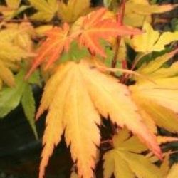 Acer palmatum 'Akane'