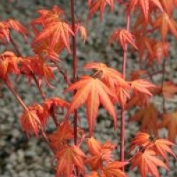 Acer palmatum 'Akane'