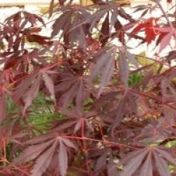 Acer palmatum 'Sumi-nagashi' - �rable du Japon Sumi-nagashi