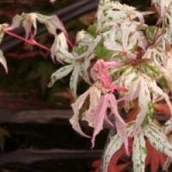 Acer palmatum 'Uki-gumo'