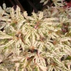 Acer palmatum 'Uki-gumo'