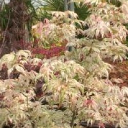 Acer palmatum 'Uki-gumo'