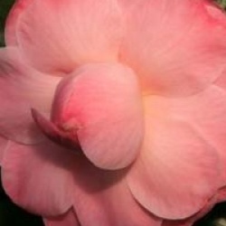 Camellia japonica 'Kerguelen' cov