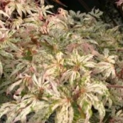 Acer palmatum 'Uki-gumo'