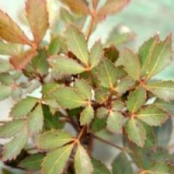 Pseudopanax lessonii 'Purpureus'