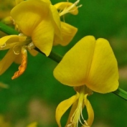 Genista aetnensis 