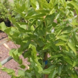 Ziziphus jujuba - Jujubier, Datte chinoise