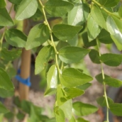 Ziziphus jujuba