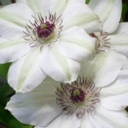 Clematis 'Miss Bateman' - Cl�matite Miss Bateman