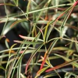 Nandina domestica 'Filamentosa'