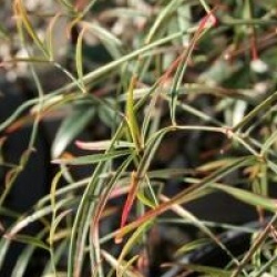 Nandina domestica 'Filamentosa'