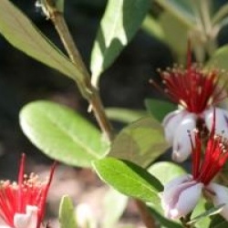 Acca sellowiana 'Coolidge' 