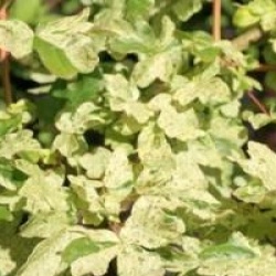 Acer campestris 'Pulverulentum'