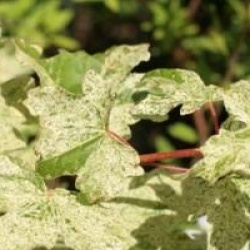 Acer campestris 'Pulverulentum'