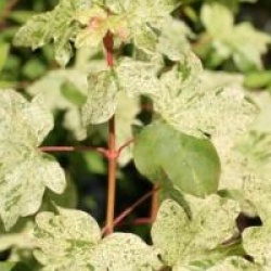 Acer campestris 'Pulverulentum'