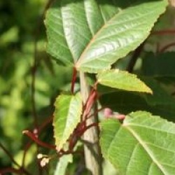 Acer davidii 'Rosalie'