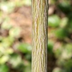 Acer davidii 'Rosalie'