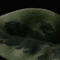 Camellia japonica 'Kerguelen' cov