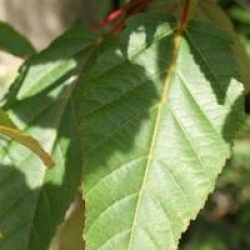 Acer davidii 'Rosalie'