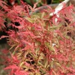 Acer palmatum 'Beni-komachi' - �rable du Japon Beni-komachi
