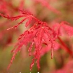 Acer palmatum 'Beni-komachi'