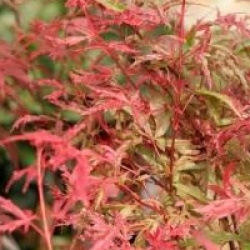 Acer palmatum 'Beni-komachi'