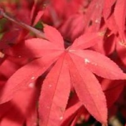 Acer palmatum var. heptalobum