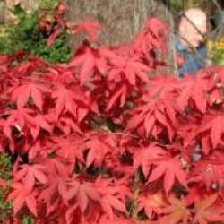 Acer palmatum var. heptalobum