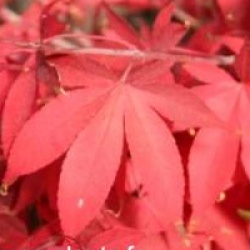 Acer palmatum var. heptalobum