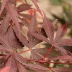 Acer palmatum 'Shaina'