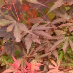 Acer palmatum 'Shaina'