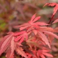Acer palmatum 'Shaina'