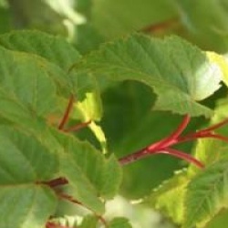 Acer x conspicuum 'Mozart'