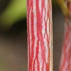 Acer x conspicuum 'Mozart'